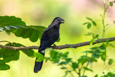 Low angle view of bird perching on tree