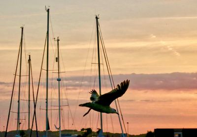 Bird flying against sky at sunset