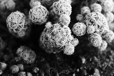 High angle view of plants