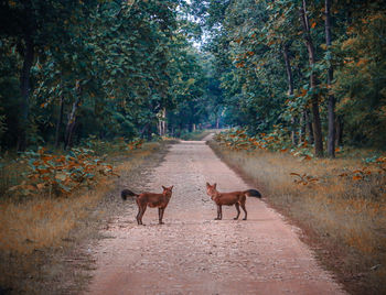 View of deer in the forest