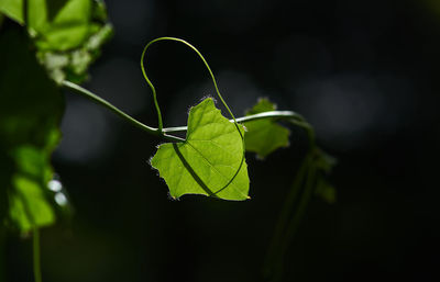Close-up of green leaves on plant