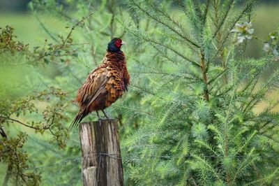 Bird perching on wooden post