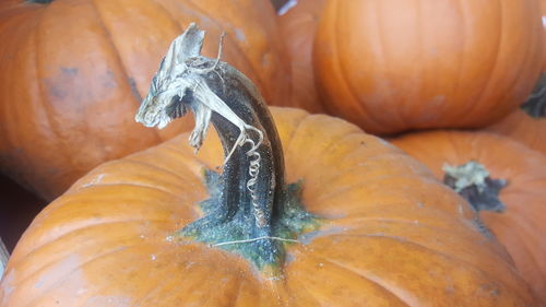 Close-up of pumpkin for sale at market stall