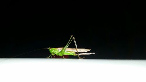 Close-up of insect on leaf