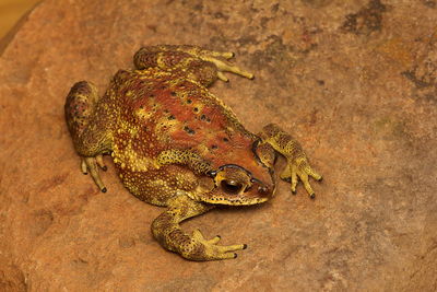 High angle view of frog on rock