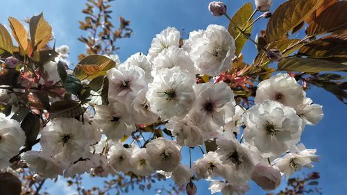 Low angle view of white flowers blooming on tree
