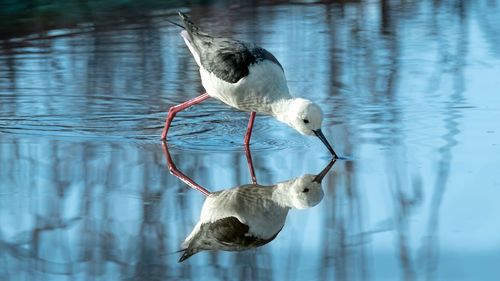 View of birds in lake