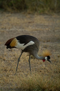 Grey crowned crane bird eating bugs in the grass