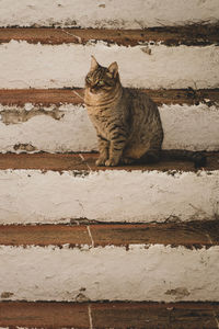 Cat sitting on wood against wall