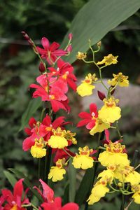 Close-up of flowers blooming outdoors