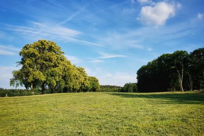 Scenic view of trees on field against sky