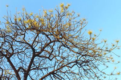 Low angle view of bare tree against clear blue sky