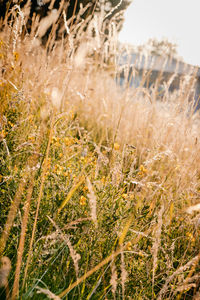 Close-up of plants growing on land