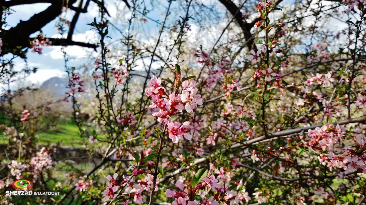 flower, freshness, branch, growth, fragility, tree, pink color, beauty in nature, blossom, nature, cherry blossom, blooming, petal, cherry tree, springtime, in bloom, focus on foreground, pink, twig, day
