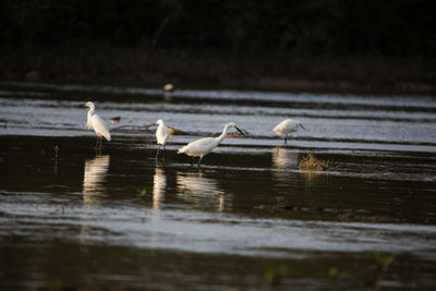 Birds on a lake