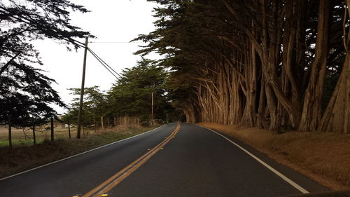 Empty road along trees