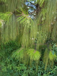 Close-up of grass growing in park against sky