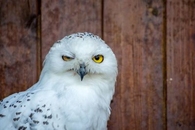 Close-up portrait of white owl