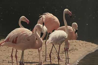 View of birds in lake