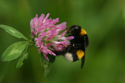 Close-up of bee pollinating on pink flower
