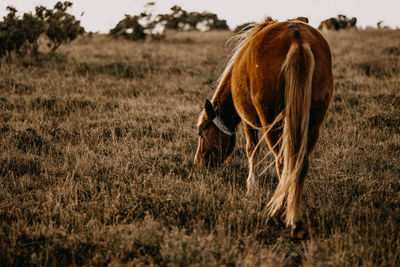 View of a horse on field