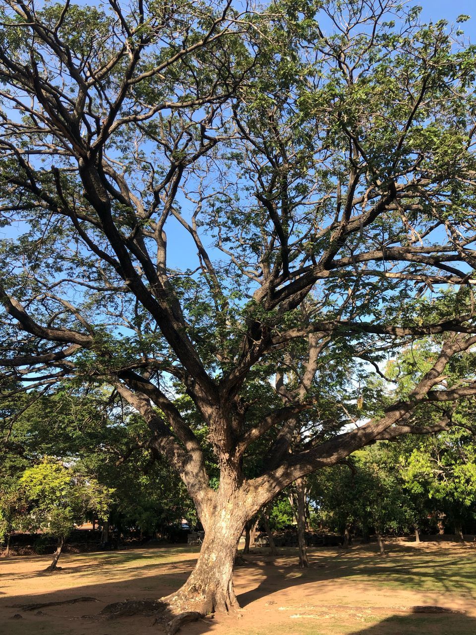 TREES IN PARK