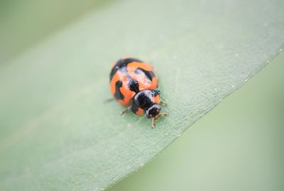 Close-up of ladybug