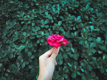 Close-up of hand holding red rose