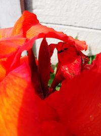 Close-up of red hibiscus