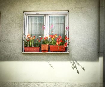 Close-up of plant against window