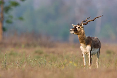 Deer standing on field