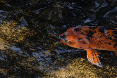 High angle view of fish in sea