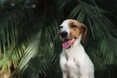 Dog looking away