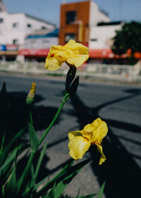 Close-up of yellow flower