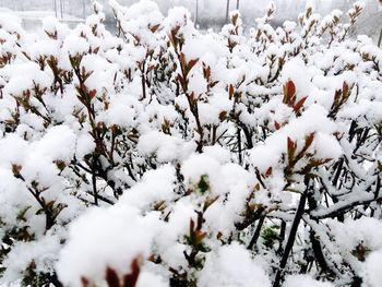 Snow covered trees during winter