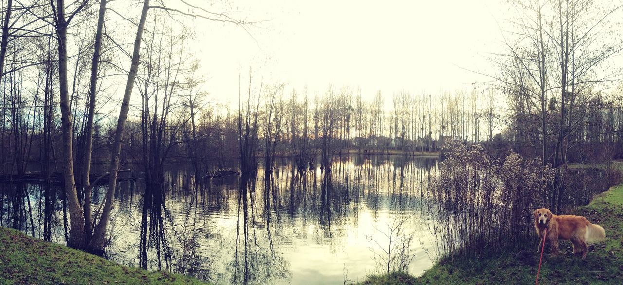 water, tree, reflection, tranquility, lake, tranquil scene, scenics, beauty in nature, clear sky, nature, bare tree, river, sky, idyllic, forest, growth, grass, lakeshore, branch, non-urban scene