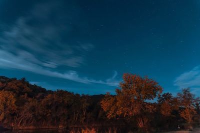 Trees against sky at night