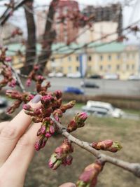 Close-up of hand holding flowering plant