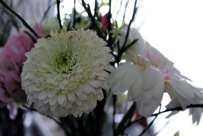 Close-up of fresh white flowers blooming outdoors