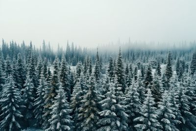 Pine trees in forest