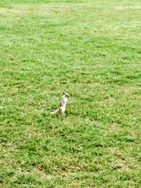 High angle view of horse on grassy field