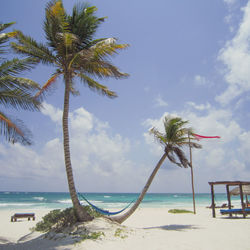 Palm trees on beach against sky