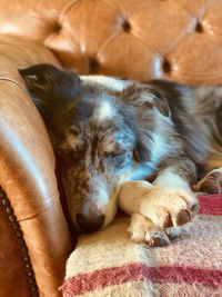 High angle view of dog sleeping on sofa