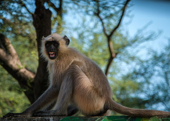 Low angle view of monkey sitting on tree