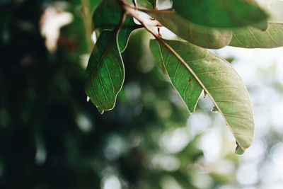 Close-up of fresh green leaves