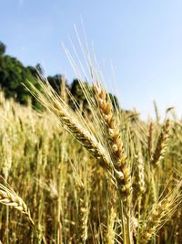 Close-up of wheat growing on field against sky