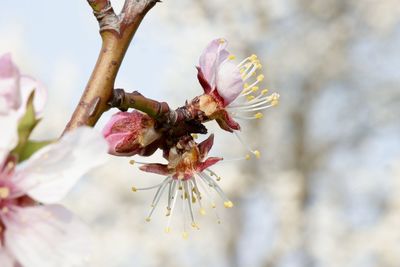 Close-up of cherry blossom