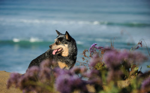 Australian cattle dog looking away while sitting at beach