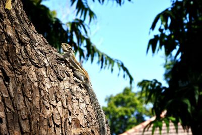 Close-up of a tree trunk