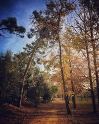 Trees in forest during autumn